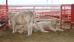 Buscan reabrir estaciones ganaderas en frontera con EU